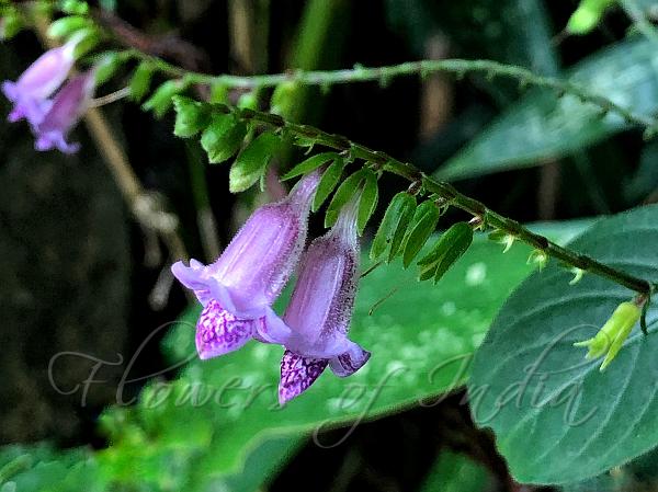 Violet Asystasia